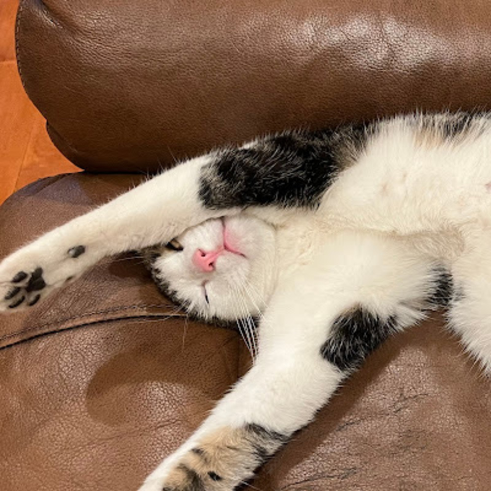 Meet your Posher, Muhsin